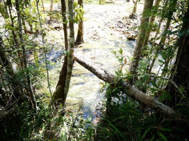 Güzel yeşil ağaç Tayland ormanlarında doğal.