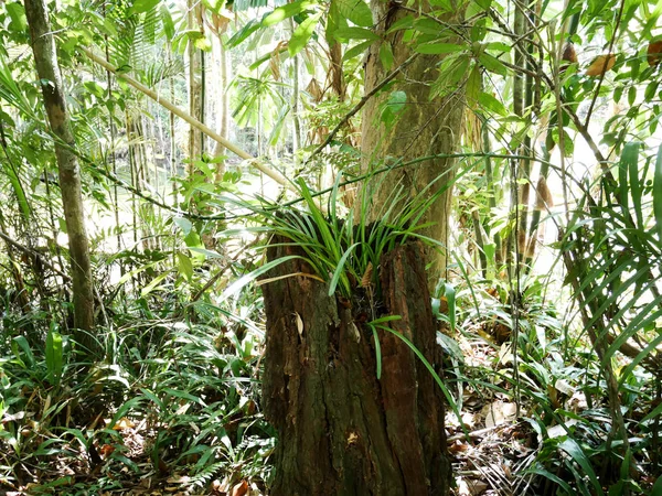 Mooie Groene Boom Natuurlijk Het Bos Bij Thailand — Stockfoto