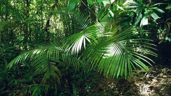 Beautiful Green Tree Natural Forest Thailand — Stock Photo, Image