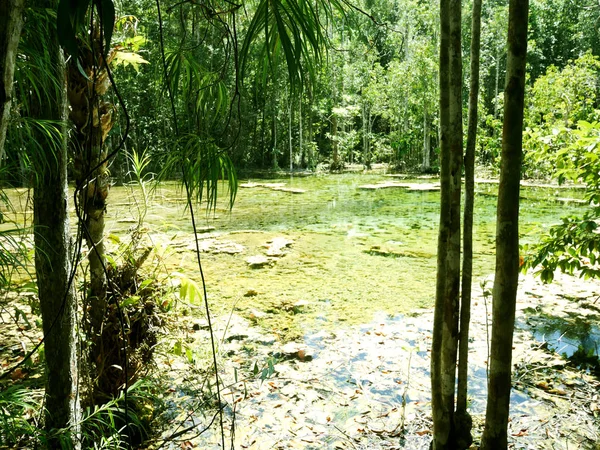 Hermoso Árbol Verde Natural Bosque Tailandia —  Fotos de Stock