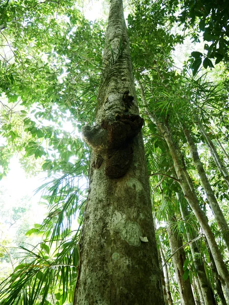 Krásný Zelený Strom Přírodní Lese Thajsku — Stock fotografie