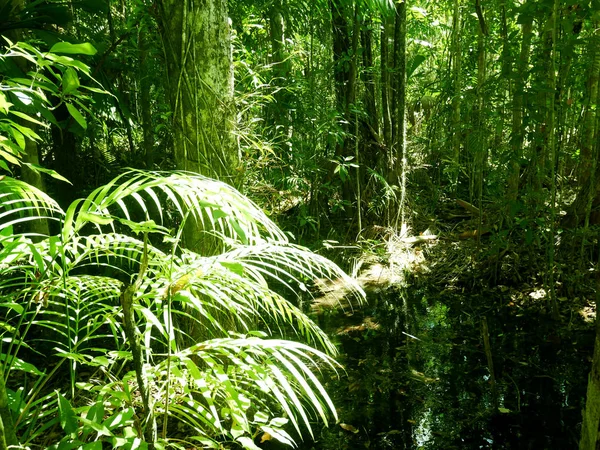 Krásný Zelený Strom Přírodní Lese Thajsku — Stock fotografie
