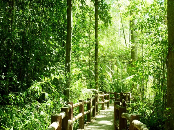 Beautiful Green Tree Natural Forest Thailand — Stock Photo, Image