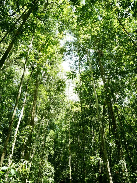 Mooie Groene Boom Natuurlijk Het Bos Bij Thailand — Stockfoto