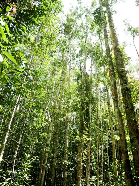 Hermoso Árbol Verde Natural Bosque Tailandia —  Fotos de Stock