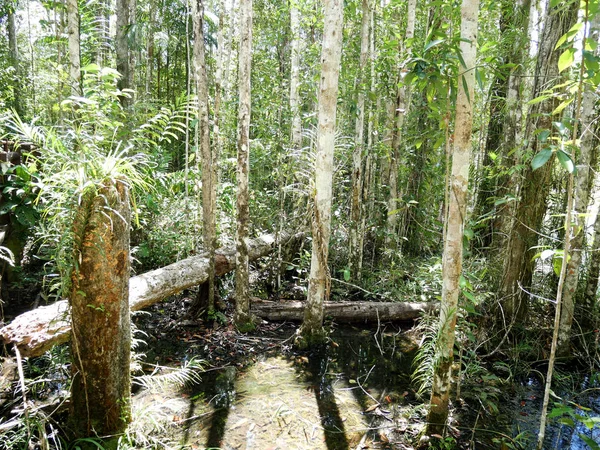 Hermoso Árbol Verde Natural Bosque Tailandia —  Fotos de Stock