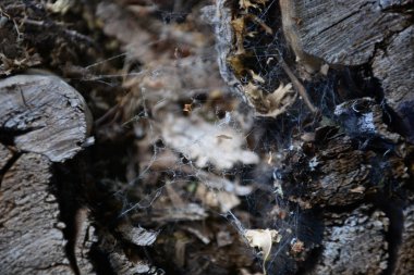 Actinomycete dokuma üzerinde ağaç kütüğü, yakın çekim