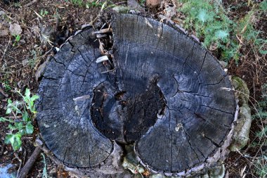 Eski bir ağaç kütüğü üzerinde büyüyen lahanası.