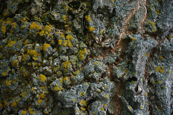 Textura Casca Árvore Madeira Velha Com Musgo Verde — Fotografia de Stock