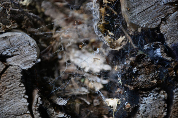 Закрытие паутины актиномицета на Tree Stump
