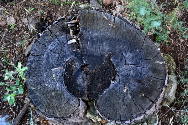 Sprouts Growing Old Tree Stump — Stock Photo, Image