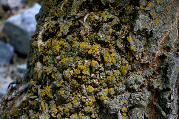 Old Walnut Tree Trunk Detail Texture Natural Background — Stock Photo, Image