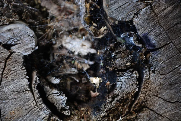 Close Actinomycete Webbing Tree Stump — Stock Photo, Image