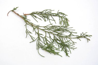 Yeşil fışkın taze biberiye beyaz bir arka plan üzerinde izole