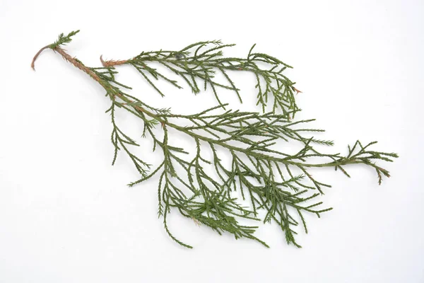 ローズマリーは 白い背景で隔離の新鮮な緑の小枝 — ストック写真