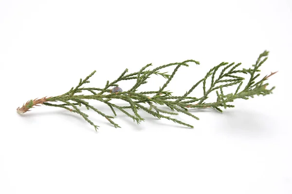 Fresh Green Sprig Rosemary Isolated White Background — Stock Photo, Image