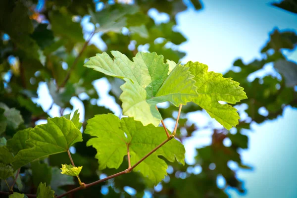 Świeże Zielone Winogrona Winorośli Bokeh Tle — Zdjęcie stockowe