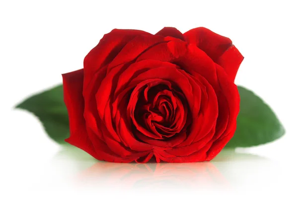 Single red rose — Stock Photo, Image