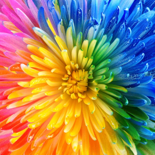 Colorful rainbow flower brackground — Stock Photo, Image