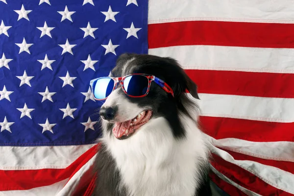 Belo collie de borda na frente de uma bandeira dos EUA com óculos de sol — Fotografia de Stock