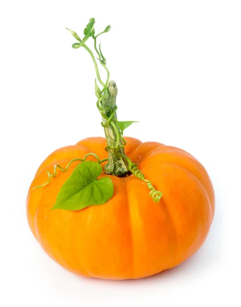 Calabaza con viñas y hojas —  Fotos de Stock