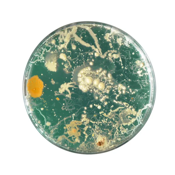 Bactérias crescendo em uma placa de Petri — Fotografia de Stock