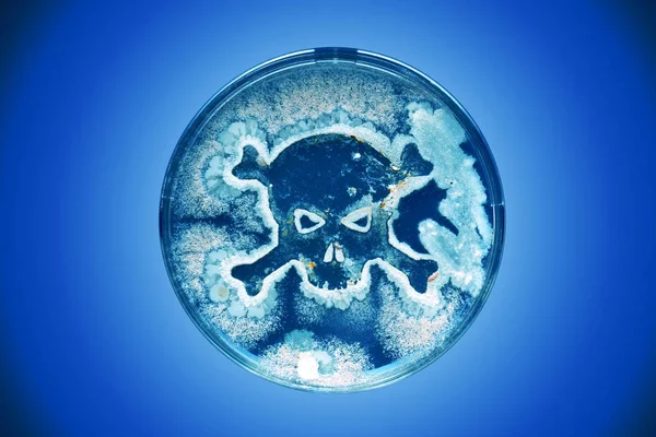 Petri çanak bir kafatası ve crossbon şeklinde bakteri büyüyen — Stok fotoğraf