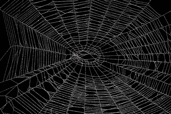 Real frost covered spider web isolated on black — Stock Photo, Image