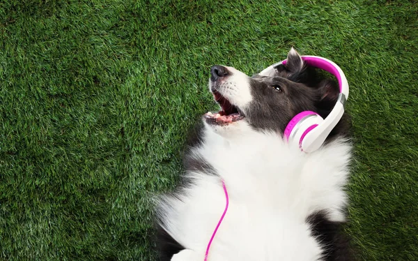Boldog kutya feküdt a fűben zenét hallgatva — Stock Fotó