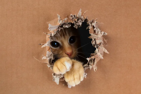 Entzückendes Kätzchen krallt und beißt Loch in Pappschachtel. Gin — Stockfoto