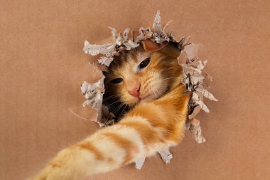 Sevimli kedi yavrusu karton kutuda tırmalayıp ısırıyor. Cin.