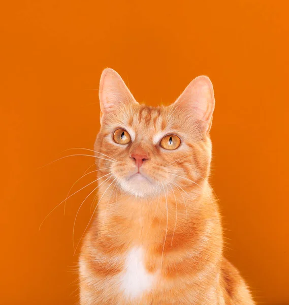 Gyönyörű gyömbéres cica bámul felfelé narancssárga háttér — Stock Fotó