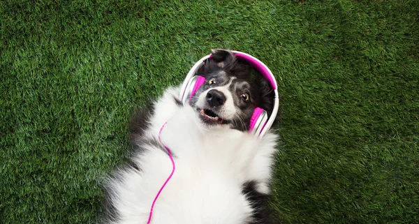 Gelukkige hond liggend in het gras luisterend naar muziek — Stockfoto