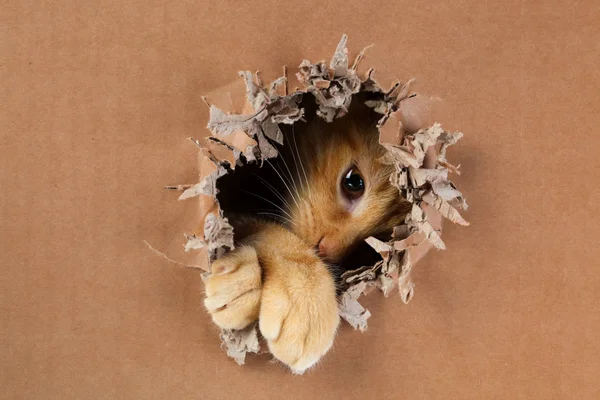 Rozkošné koťátko drásající a kousající díru v kartonové krabici. Gin — Stock fotografie