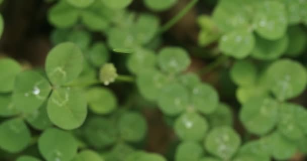 Atravessando Campo Trevos Parando Trevo Quatro Folhas Sortudo Forma Shamrock — Vídeo de Stock