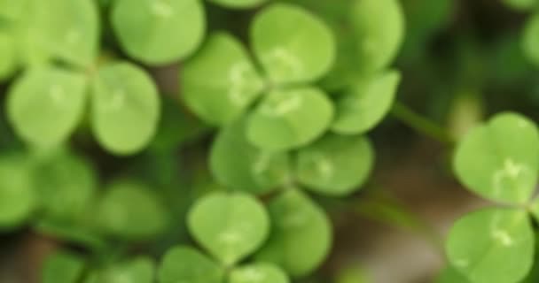 Panning Field Clovers Finding Picking Lucky Four Leaf Clover Shamrock Stock Footage
