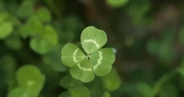 Lucky four leaf clover in a field of clovers. Shamrock shape lucky charm or St. Patrick's Day.