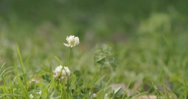 Good luck charm, lucky four leaf clover in a grassy field. 
