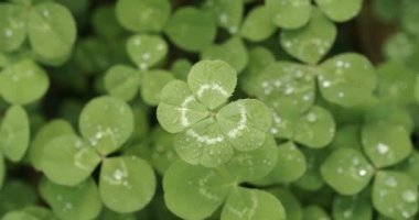 Lucky four leaf clover in a field of clovers. Shamrock shape lucky charm or St. Patrick's Day.