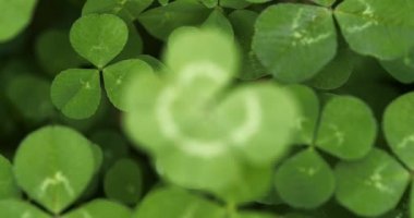 Slowly focusing on a lucky four leaf clover. Shamrock shape for lucky charm or St. Patrick's Day.