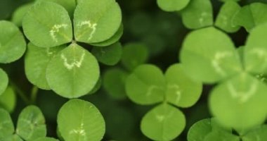 Panning across a field of clovers stopping on a lucky four leaf clover. Shamrock shape for lucky charm or St. Patrick's Day.