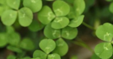 Panning across a field of clovers , finding, and picking a lucky four leaf clover. Shamrock shape for lucky charm or St. Patrick's Day.