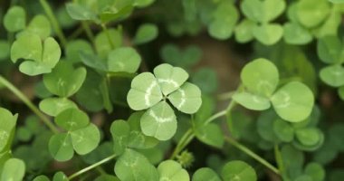 Lucky four leaf clover in a field of clovers. Shamrock shape lucky charm or St. Patrick's Day.