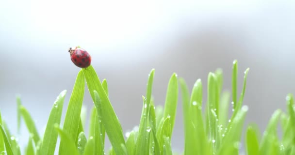 Bright red ladybug crawling around blades of grass