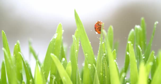 Bright Red Ladybug Crawling Blades Grass — Stok video