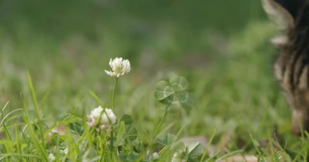 Gyönyörű Barna Macska Szaglászik Egy Szerencsés Négylevelű Lóhere — Stock videók