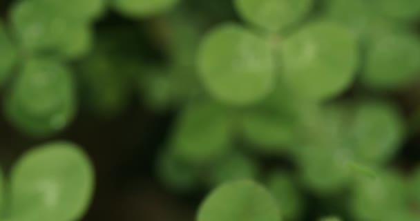 Panning Field Clovers Stopping Lucky Four Leaf Clover Shamrock Shape — 图库视频影像