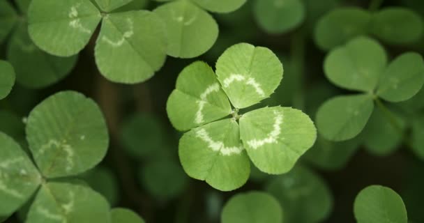 Szczęśliwa Czterolistna Koniczyna Polu Koniczyny Shamrock Kształt Szczęśliwy Urok Lub — Wideo stockowe