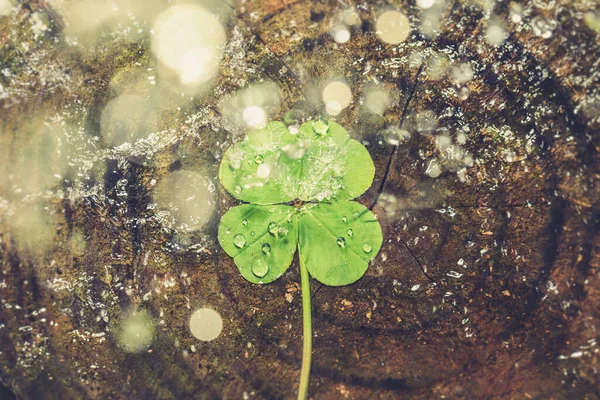 Vatten Stänk Tur Fyra Blad Klöver Lycka Shamrock Eller Lycklig — Stockfoto