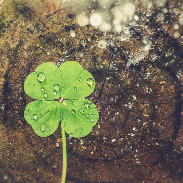 Şanslı Dört Yapraklı Yoncaya Sıçrıyor Iyi Şanslar Yonca Şans Tılsımı — Stok fotoğraf